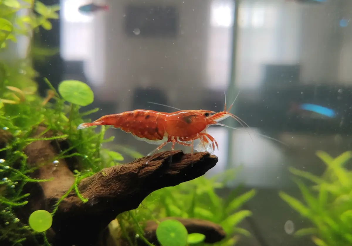Alimentation crevette aquarium : guide complet pour une colonie dynamique