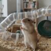 Pourquoi ma gerbille gratte sa cage causes et solutions