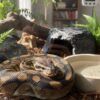 Mon python ne mange pas que faire