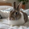 Mon lapin fait caca partout : pourquoi et comment y remédier