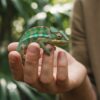 Les différents types d'assurance animaux exotiques