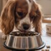Top 10 des meilleures croquettes pour un Cavalier King Charles en 2026