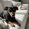 Où trouver un pinscher nain à donner : conseils et adresses utiles