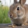 Top 10 des meilleures croquettes pour lapin nain