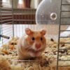 Comment bien choisir la cage pour son hamster