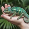 Durée de vie d'un caméléon domestique facteurs clés et conseils pratiques