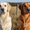 Golden Anglais vs Américain : Les différences clés pour choisir le bon Golden Retriever