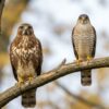 Buse ou épervier les différences essentielles pour les identifier sur le terrain