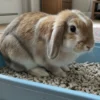 Quelle litière choisir pour lapin : comparatif complet des meilleures options