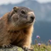 Différence entre marmotte et chien de prairie