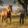 Comment dresser un jeune cheval étapes concrètes pour une éducation réussie