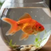 Durée de vie d'un poisson rouge facteurs et astuces pour la maximiser