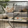 Où trouver une cage furet xxl : adresses et modèles adaptés