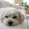 Candilat effet au bout de combien de temps chez le chien et le chat