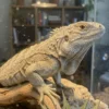 Pourquoi mon lézard ne mange plus causes courantes et solutions en captivité