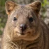 Quokka l’animal le plus heureux du monde