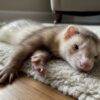 Comment couper les griffes de mon furet sans stress